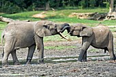 African forest elephants