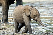 African forest elephant calf