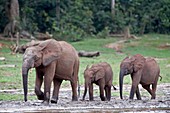 African forest elephant and calves