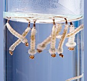 Asian tiger mosquito larvae