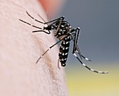 Asian tiger mosquito female feeding
