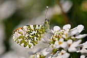 Male orange tip butterfly