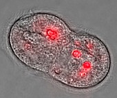 Protozoan with ingested quantum dots