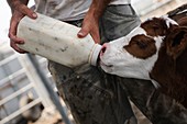 Calf suckling a milk bottle