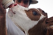 Calf suckling a milk bottle