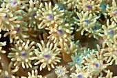Coral polyps feeding