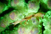 Crab feeding in fluorescent coral