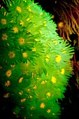 Goniopora coral polyps fluorescing