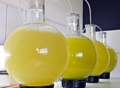 Microalgae production for biofuels