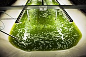 Microalgae production for biofuels