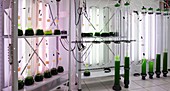 Microalgae food supplement production