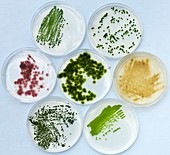 Microalgae food supplement production