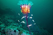 Lion's mane jellyfish and navaga fish