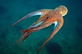Octopus swimming,Japan