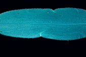 Canadian pondweed leaf,light micrograph