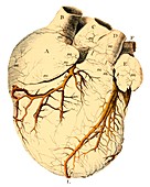 Heart anatomy,18th century