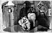 Arctic explorer and dogs,19th century