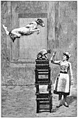 Trained dogs,19th century