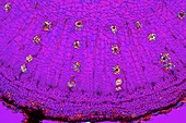 Dahlia tuber,light micrograph