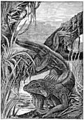 Iguana,19th century