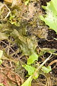 Damping-off of lettuce (Lactuca sativa)