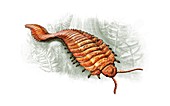 Prehistoric millipede,artwork