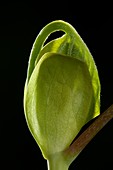 Liriodendron tulipifera leaf bud opening