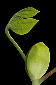 Liriodendron tulipifera leaf bud opening