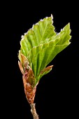 Fagus sylvatica leaf bud opening