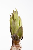 Juglans regia leaf bud opening