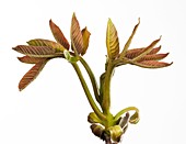 Juglans regia leaf bud opening