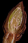 Aesculus hippocastanum leaf bud