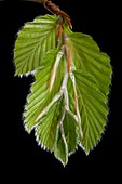 Beech (Fagus sylvatica) tree leaves