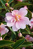 Camellia sasanqua 'Pink Pearl'