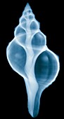 Sea shell,X-ray