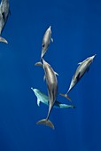 Atlantic spotted dolphins