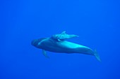 Short-finned pilot whales