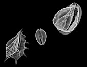 Sea shells,X-ray