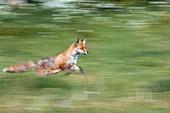 Red fox running