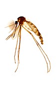Culex mosquito male,light micrograph