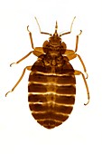Bed bug,light micrograph