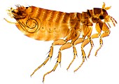 Chicken flea,light micrograph