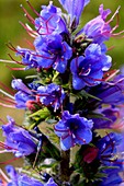 Viper's bugloss (Echium vulgare)