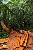 Rainforest logging,Ecuador