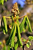 Horse-chestnut foliage