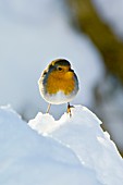 European robin in snow