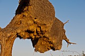 Sociable weaver bird nest,Africa