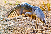 Grey heron preening its wing feathers