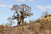 Baobab (Adansonia digitata) tree