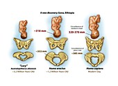 Comparison of hominin pelvic bones